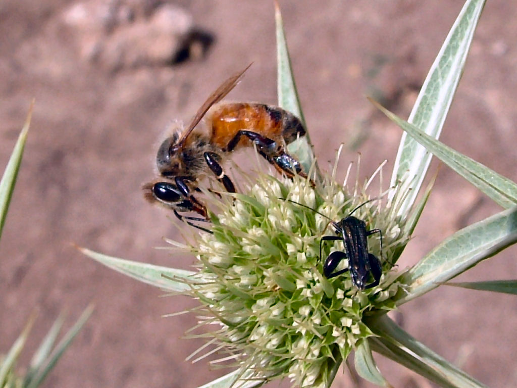 Oedemera: finalmente.. una delle mie sorelline...!